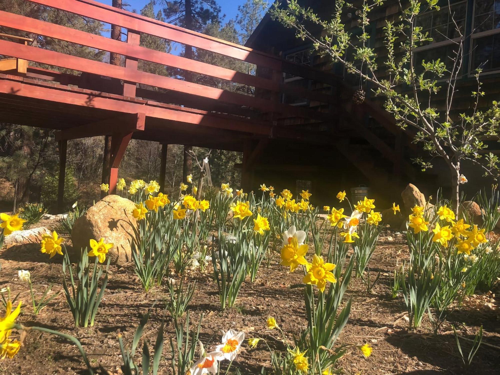 Ahwahnee-Be Vintage Cabin - Walk To Town! 爱德怀 外观 照片